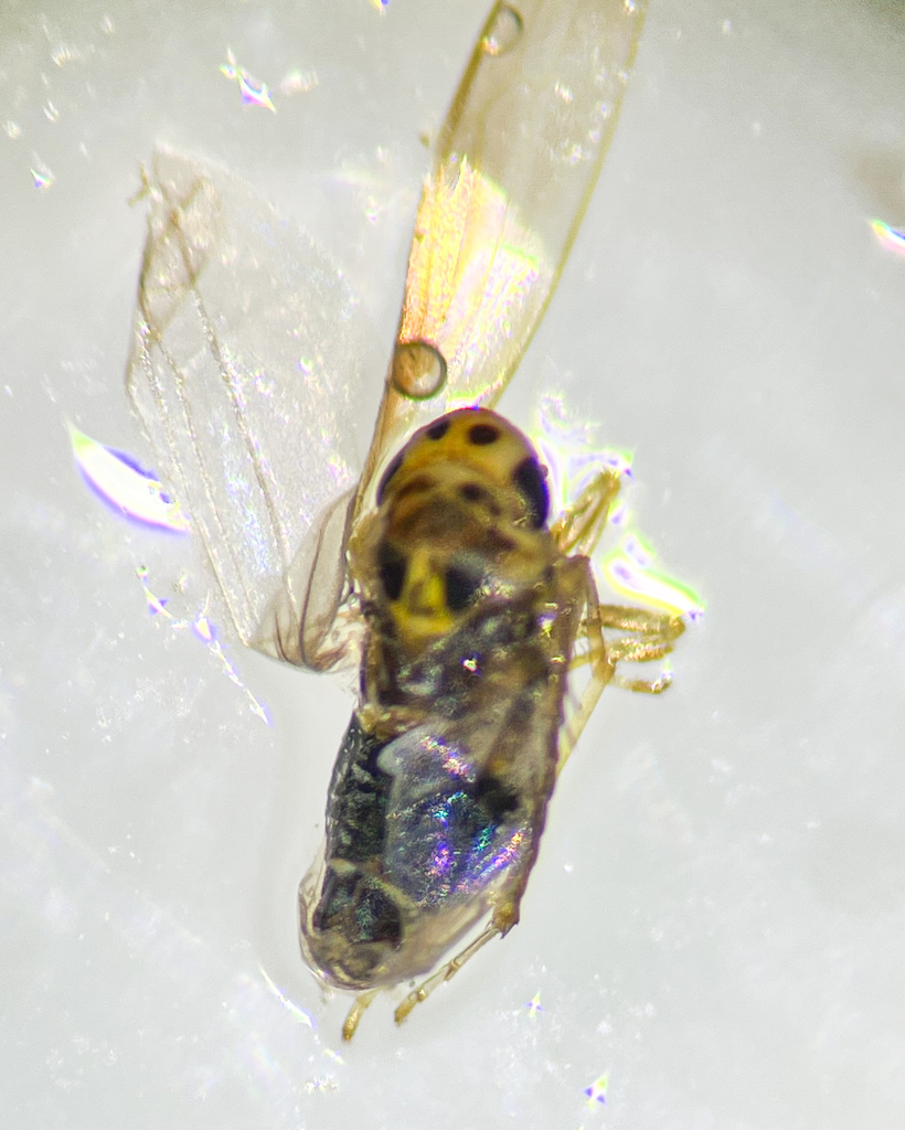 Arboridia parvula