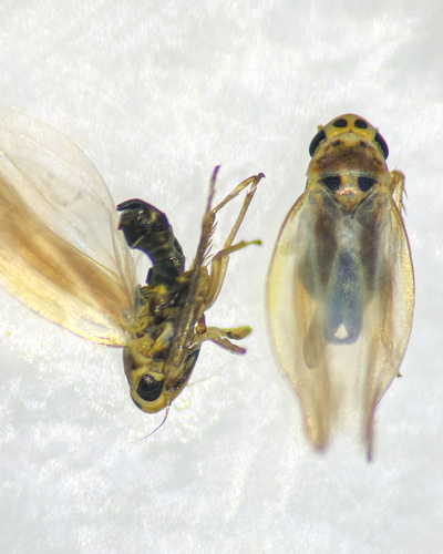 Arboridia simillima