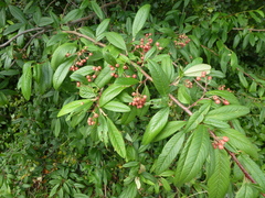 Cotoneaster × watereri