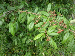 Cotoneaster × watereri