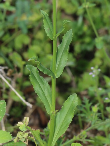 Image of Physostegia pulchella by (c) Rich Sommer, some rights reserved (CC BY)