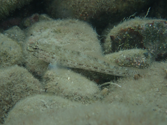 Gobius bucchichi