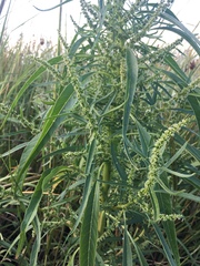 Amaranthus cannabinus
