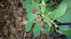 Lonicera alpigena