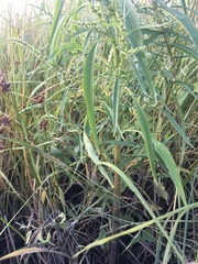 Amaranthus cannabinus