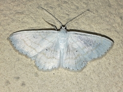 Scopula subpunctaria
