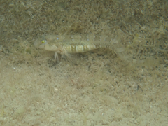 Microlipophrys dalmatinus