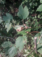 Pediaspis aceris