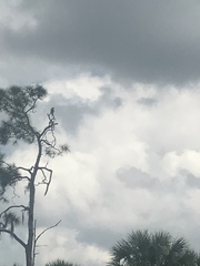 Buteo jamaicensis umbrinus