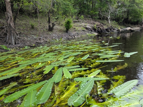 Nuphar sagittifolia, photograph 4