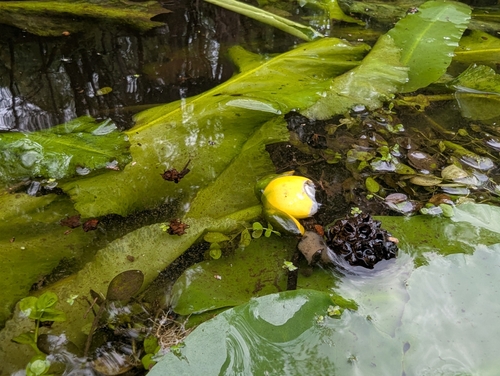 Nuphar sagittifolia, photograph 5