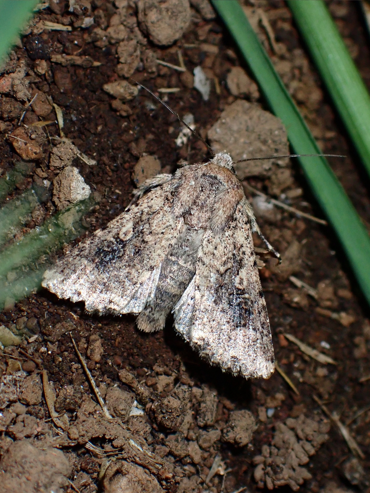 Mythimna languida