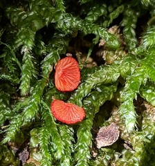 Crepidotus cinnabarinus