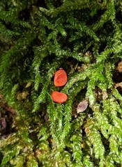 Crepidotus cinnabarinus