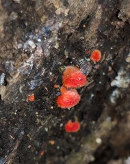 Crepidotus cinnabarinus