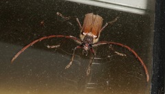 Ochrocydus huttoni