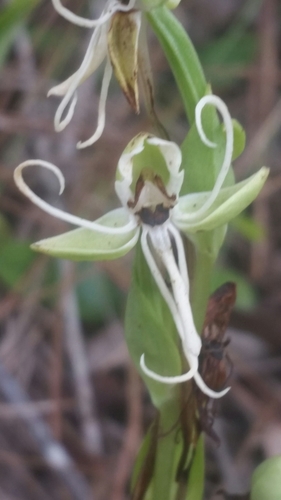 Image of Habenaria quinqueseta by (c) Jay Horn, some rights reserved (CC BY)