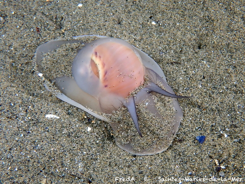 Euspira catena (da Costa, 1778)