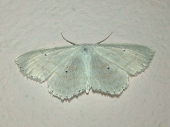 Scopula subpunctaria