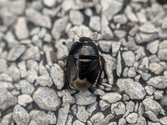 Cydninae