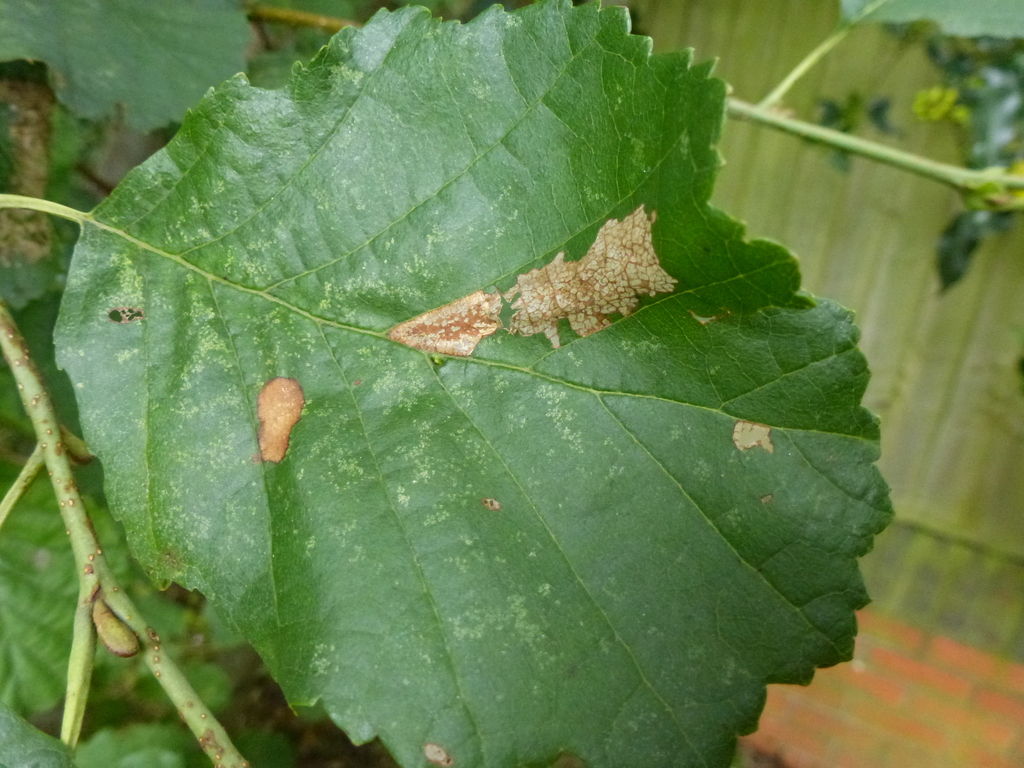 Common Alder Midget