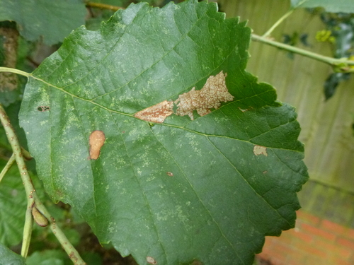 Common Alder Midget