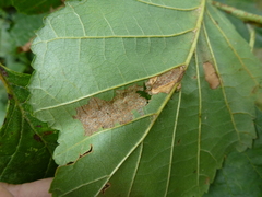Phyllonorycter rajella
