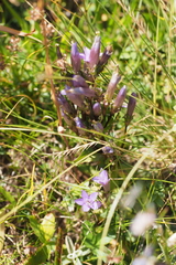 Gentianeae