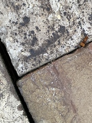 Pseudomethoca sanbornii