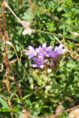Gentianeae