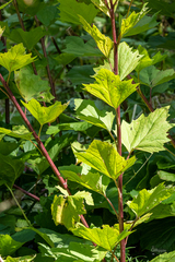Arnoglossum reniforme