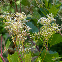 Arnoglossum reniforme