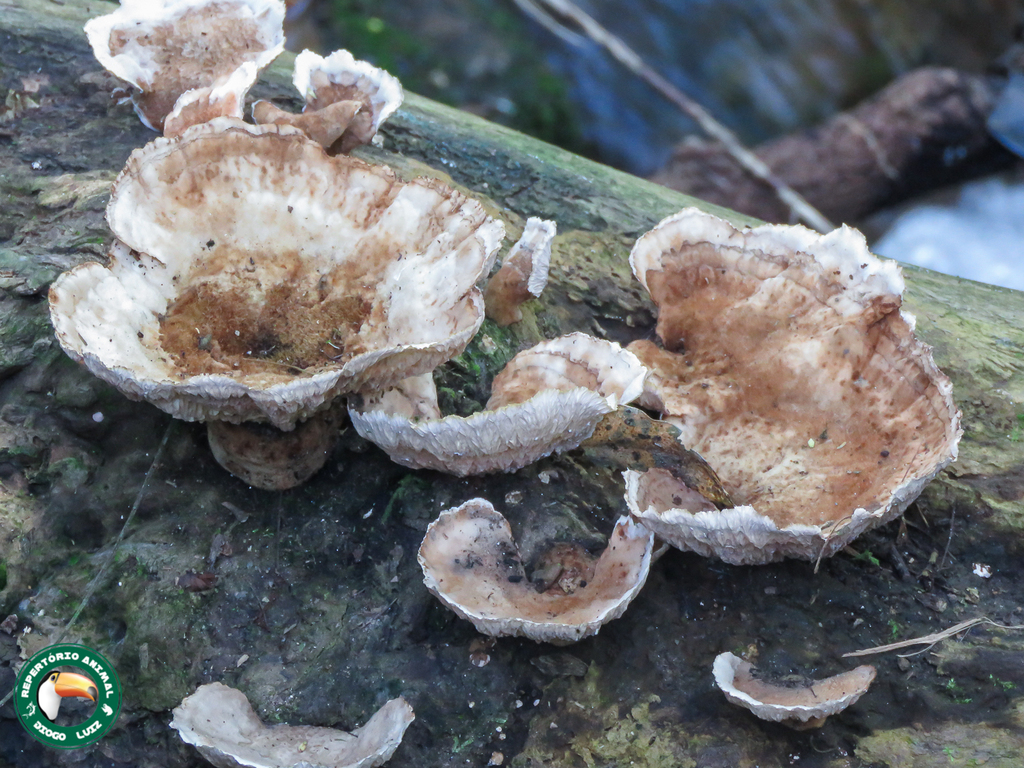 Cymatoderma dendriticum · April 2025 · photo: © diogoluiz (iNaturalist, cc-by)