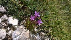 Gentianella columnae