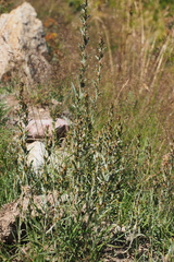 Omalotheca sylvatica