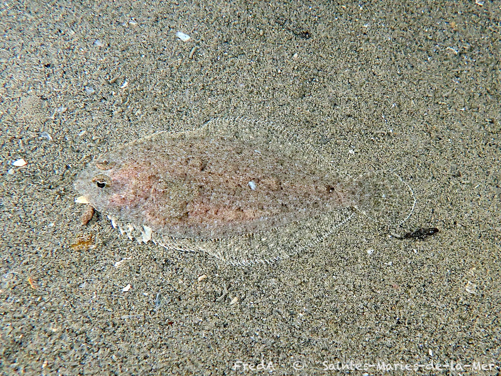 Grohmann's Scald-Fish photo 8
