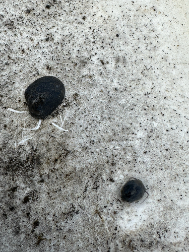 Neritina vespertina, 2025-05-01