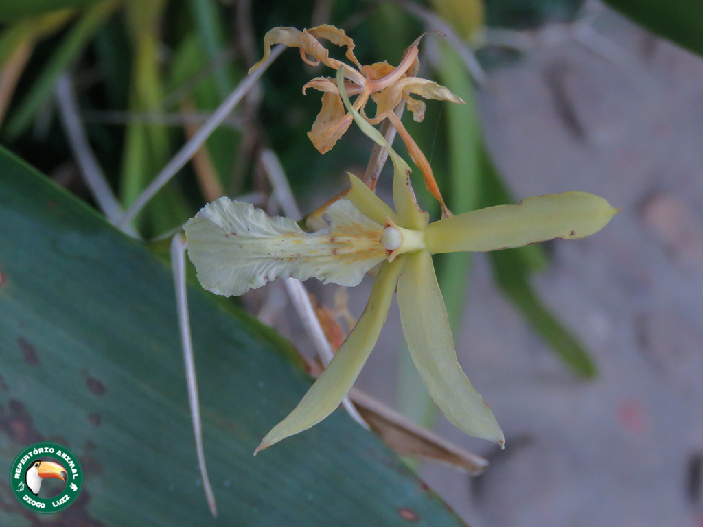 Miltonia flavescens
