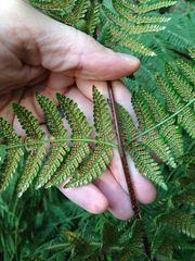 Hypolepis dicksonioides