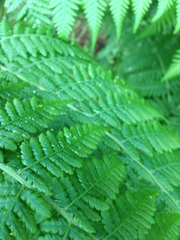 Hypolepis dicksonioides