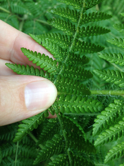 Hypolepis dicksonioides