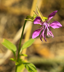 Clarkia unguiculata