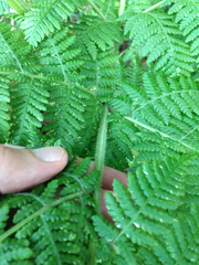 Hypolepis dicksonioides