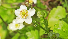 Micranthes californica