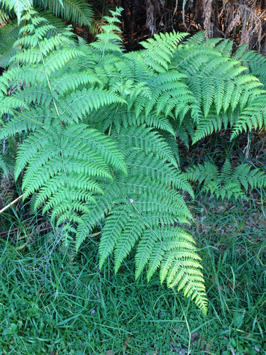 Hypolepis hawaiiensis