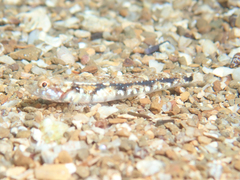 Bath's Goby photo 3