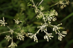Erysiphe heraclei