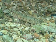 Gobius fallax