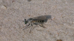 Laphystia