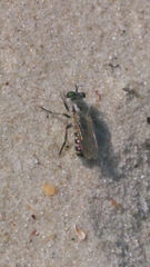Laphystia